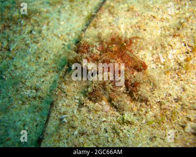 Frogfish (Antennarius) on the ground in the filipino sea 7.12.2012 Stock Photo