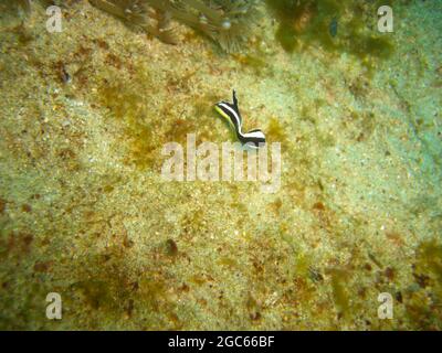Unknown Fish swims along the ground in the filipino sea 22.11.2012 Stock Photo