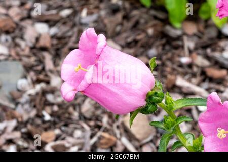 Campanula medium 'Champion Pink' a spring summer flowering plant with an upright springtime flower commonly known as Bellflower or Canterbury Bells, s Stock Photo