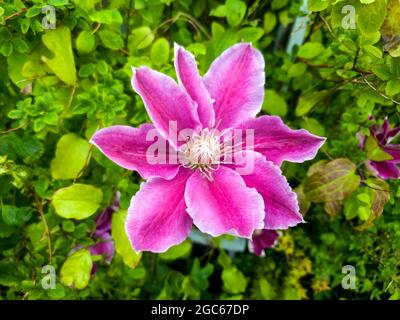 Clematis a spring summer flowering plant with a purple summertime flower commonly known as stock photo image Stock Photo