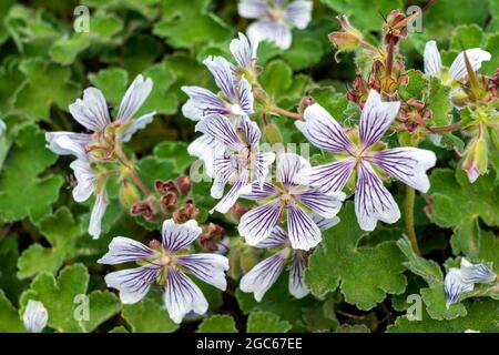 Geranium renardii a spring summer flowering plant with a pale white and mauve purple summertime flower commonly known as Renard Geranium or Caucasian Stock Photo