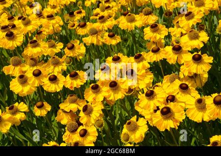 Helenium Pumilum Magnificum Sneezeweed clump forming perennial with profuse large daisy like flowers in summer Stock Photo
