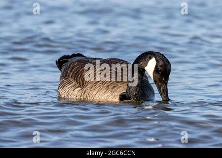 adult Canada goose (Branta canadensis) on water Stock Photo
