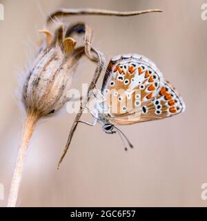 Brown argus (Aricia agestis) butterfly perched on plant against light background Stock Photo