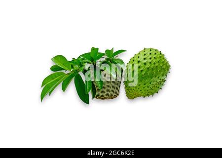 Annona muricata (graviola) is a fruit of the custard apple tree family in tropical climates through the world. Stock Photo