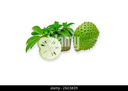 Annona muricata (graviola) is a fruit of the custard apple tree family in tropical climates through the world. Stock Photo