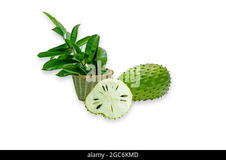 Annona muricata (graviola) is a fruit of the custard apple tree family in tropical climates through the world. Stock Photo