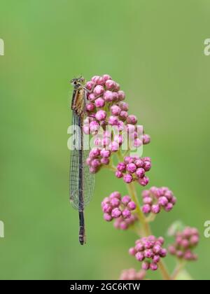 Blue-tailed Damselfly, female, Ischnura elegans, rufescens-obsoleta colouration on seedhead. Stock Photo