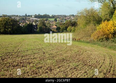 Winter crop starting to grow on a large field, looking towards a town. Taken in the crisp autumnal morning light Stock Photo