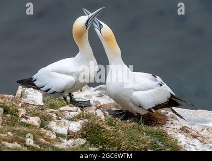 A pair of Northern Gannets bonding at Bempton Cliffs, East Riding, Yorkshire, UK Stock Photo