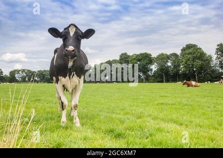 Black and white holstein cow standing in the landscape of Drenthe, Netherlands Stock Photo