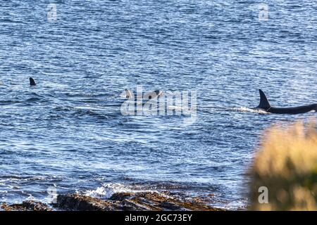 Pack of Orka killer whales hunt in the bay of Birsay, Orkney. , for fish and seals .  The killer whale or orca (Orcinus orca) is a toothed whale. Stock Photo