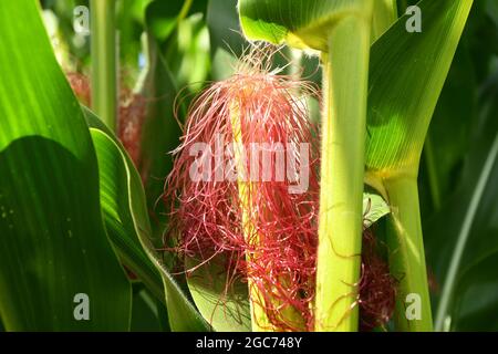 corn with major silk, female flower Stock Photo
