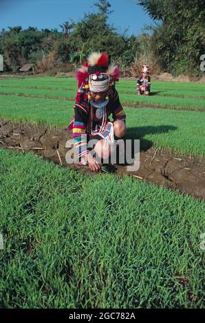 North Thailand. Akha tribe women working in rice field. Stock Photo