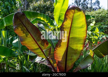 Ensete ventricosum Maurelii, Ethiopian black banana, Ensete ventricosum Rubrum, Musa Santa Morelli. Stock Photo