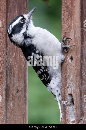 Downy Woodpecker on the deck railing Stock Photo