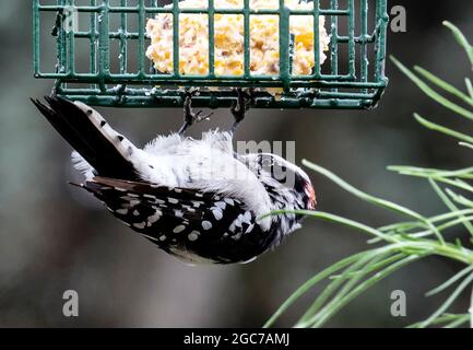 Downy Woodpecker under the suet feeder Stock Photo