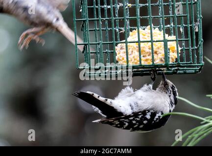 Downy Woodpecker under the suet feeder Stock Photo