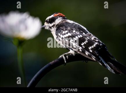 Downy Woodpecker on a metal perch Stock Photo