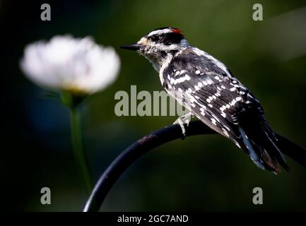 Downy Woodpecker on a metal perch Stock Photo