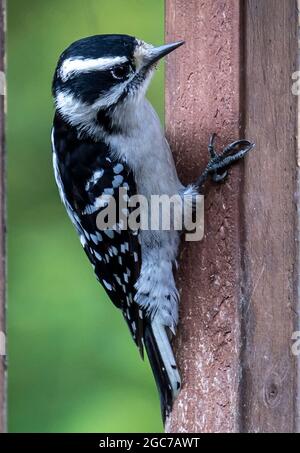 Downy Woodpecker on the deck railing Stock Photo