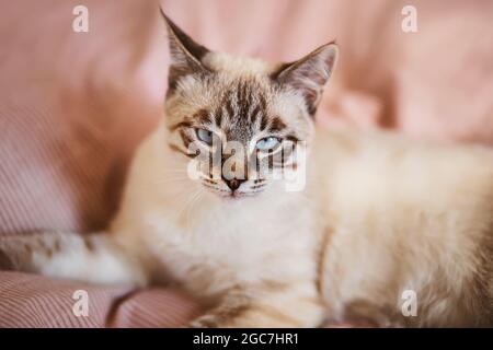 Portrait of a cute lazy Thai kitten with blue eyes, who is lying on a bed with a pink soft blanket. Rest.