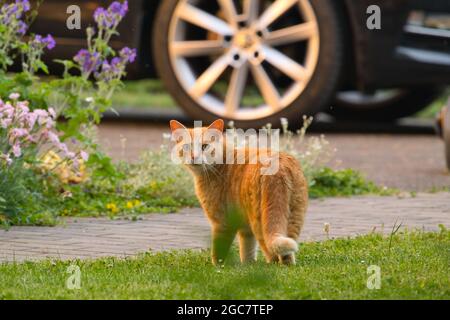 Red cat walking on green grass under a car on a background with flowers Stock Photo