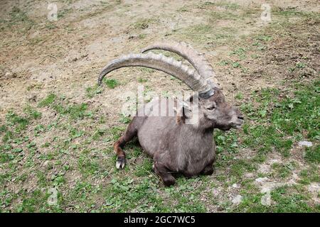 Capricorn Ibex Alpine Mammal Animal Stock Photo