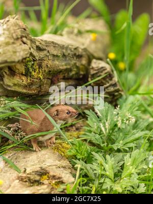 Weasel or Least weasel (Mustela nivalis) Stock Photo