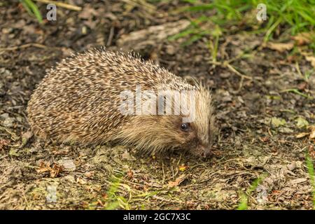 Cute common hedgehog (Erinaceus europaeus) foraging in spring or summer. Young beautiful hedgehog in natural habitat outdoors in the nature. Stock Photo