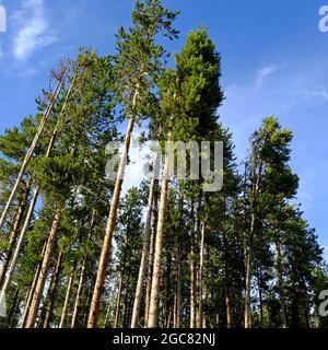Aspen trees as seen from below, Colorado, USA Stock Photo