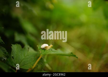 snail crawling on a green leaf in the garden. Stock Photo