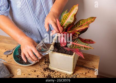 A woman waters a transplanted flower in a ceramic pot. Houseplant transplant concept.
