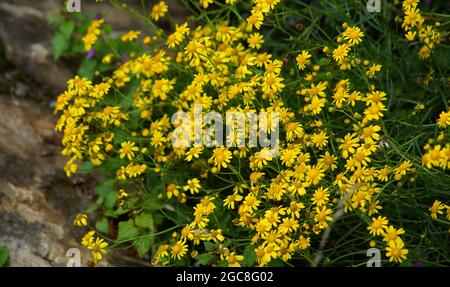 A large plant with small yellow flowers.  Jacobaea vulgaris is the name of this plant, Senecio jacobaea or ragwort Stock Photo