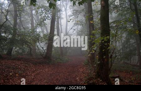 Lovely hiking trail in the early morning mist. The forest is magical. The deciduous trees are starting their leaf coloring process. The begin of Autum Stock Photo