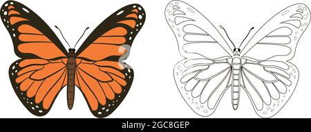 Butterfly or Rhopalocera Vector Illustration Fill and Outline Isolated on White Background. Insects Bugs Worms Pest and Flies.Entomology or Pest Contr Stock Vector