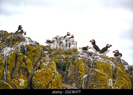 Atlantic Puffins Stock Photo