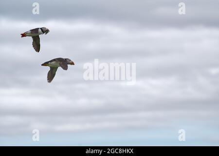 Atlantic Puffins Stock Photo