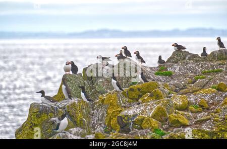 Atlantic Puffins Stock Photo