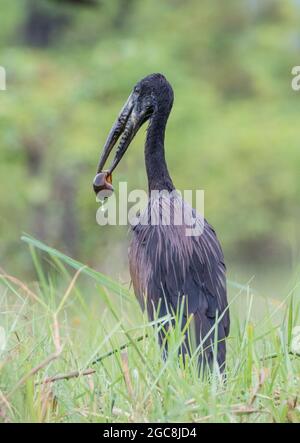 An African Openbill Stork who has caught  an aquatic snail complete with a lovely water droplet. Botswana , Africa. Stock Photo