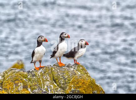 Atlantic Puffins Stock Photo