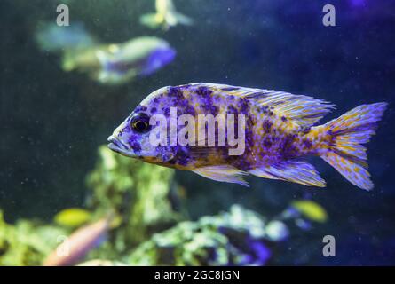 close up view of swimming Peacock Cichlid Stock Photo