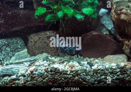 pair of convict cichlids (cichlasoma nigrofasciatum) swimming in fish tank Stock Photo