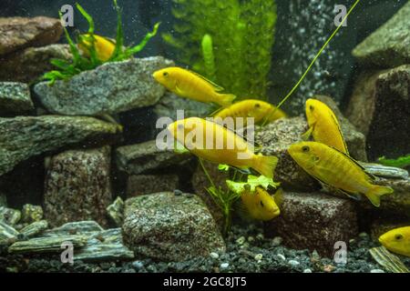 underwater background of school of swimming electric yellow cichlids (labidochromis caeruleus) Stock Photo