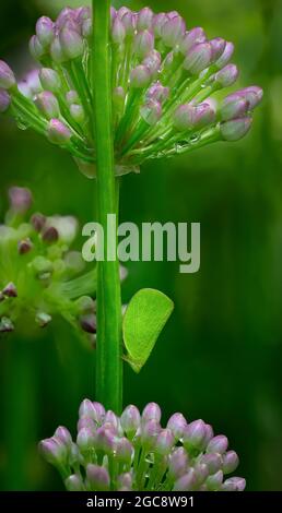 Green coneheaded planthopper (Acanalonia conica) on stem of aging chive plant (Allium senescens) after a rain in garden in central Virginia. Stock Photo