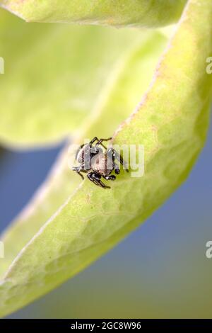 Jumping Spider Hunting On The Leaf Of A Passion Flower Plant, Macro, Close up, England UK Stock Photo