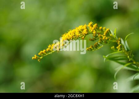Simple pretty yellow flowers of Canadien goldenrod (Solidago canadensis)  in sunny summer natural meadow in Vaud, Switzerland Stock Photo