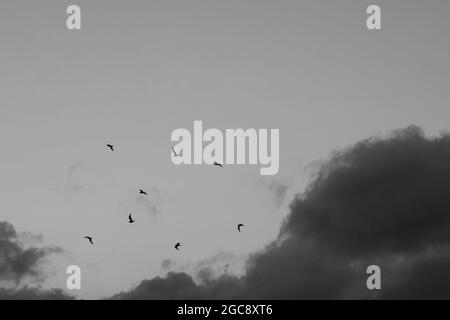 Cloud formations seen on a windy day in summer 2021. Stock Photo