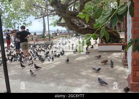Feeding pigeons at pigeon park in Old San Juan, Puerto Rico Stock Photo
