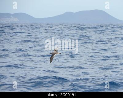 Cory's shearwater gliding over atlantic ocean offshore tenerife, spain, Calonectris borealis Stock Photo